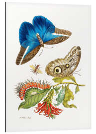 Magnettafel Vogelfalter