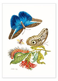 Obra artística Mariposa con alas de pájaro - Maria Sibylla Merian