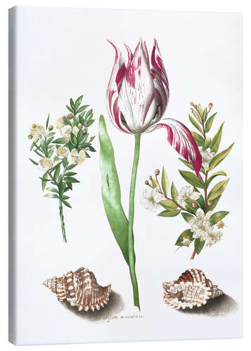 Quadro em tela Tulip with two myrtle branches and two shells