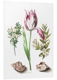 Foam board print Tulip with two myrtle branches and two shells