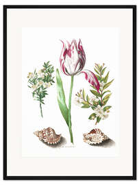 Gerahmter Kunstdruck Tulpe mit zwei Myrtenzweigen und zwei Muscheln