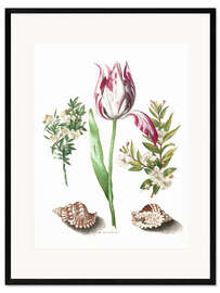 Gerahmter Kunstdruck Tulpe mit zwei Myrtenzweigen und zwei Muscheln