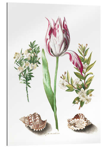 Galleriprint Tulip with two myrtle branches and two shells