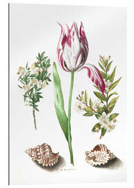 Gallery print Tulip with two myrtle branches and two shells