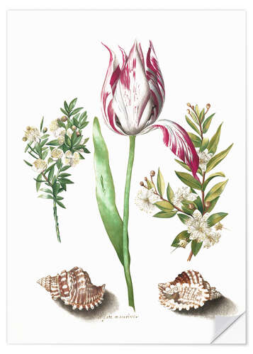 Naklejka na ścianę Tulip with two myrtle branches and two shells