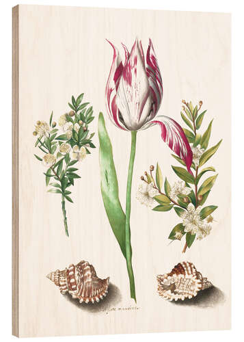 Obraz na drewnie Tulip with two myrtle branches and two shells