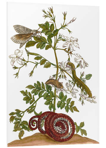 Foam board print jasmine with snake and lepidoptera metamorphosis