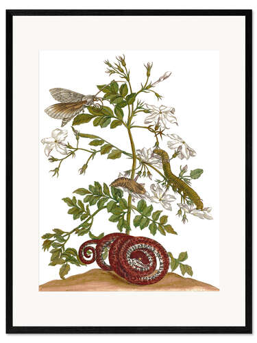 Framed art print jasmine with snake and lepidoptera metamorphosis