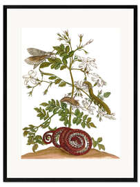 Framed art print jasmine with snake and lepidoptera metamorphosis