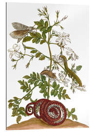 Gallery print jasmine with snake and lepidoptera metamorphosis