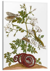 Magnettafel Jasmin mit Schlange und Lepidoptera Metamorphose