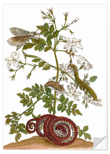 Wall sticker jasmine with snake and lepidoptera metamorphosis