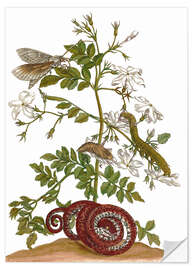 Selvklebende plakat jasmine with snake and lepidoptera metamorphosis