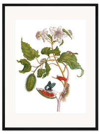 Gerahmter Kunstdruck Lepidoptera Metamorphose