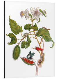 Magnettafel Lepidoptera Metamorphose