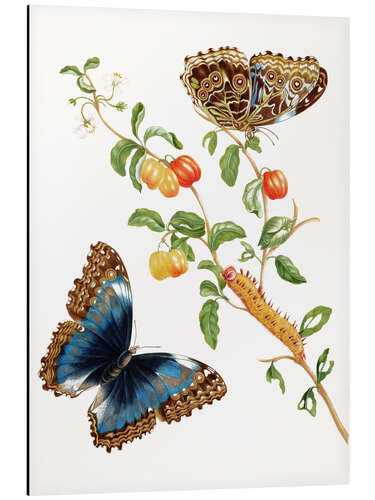 Cuadro de aluminio Grandes mariposas azules