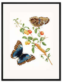 Gerahmter Kunstdruck Pfauenspiegel