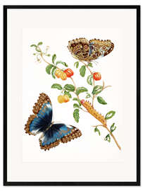 Framed art print Two Blue Butterflies
