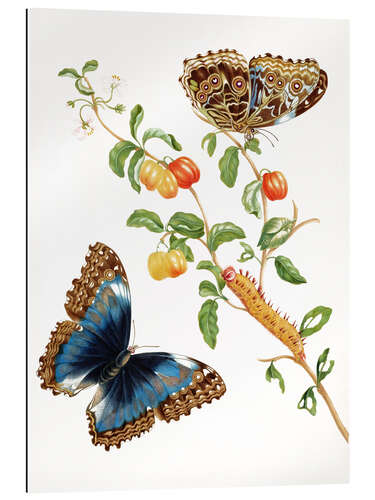 Gallery print Butterfly