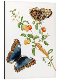 Magnettafel Pfauenspiegel