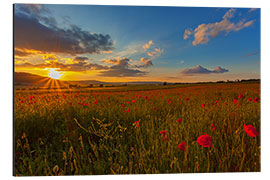 Aluminiumtavla Sundown Poppies