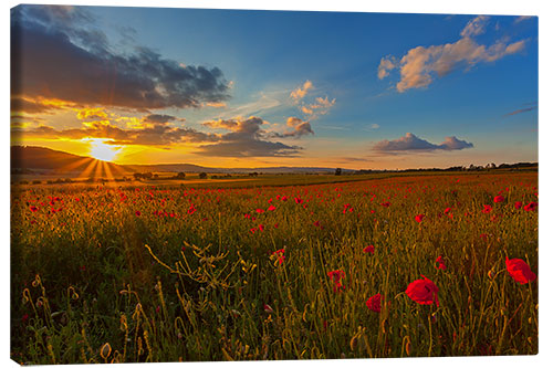 Obraz na płótnie Sundown Poppies