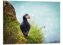 Aluminium print Puffin looking at the Sea