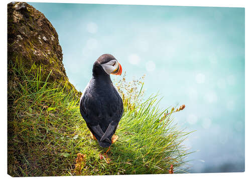 Stampa su tela Puffin looking at the Sea