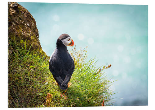 Foam board print Puffin looking at the Sea