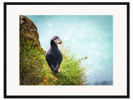 Gerahmter Kunstdruck Papageitaucher blickt aufs Meer
