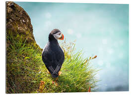 Tableau en plexi-alu Puffin looking at the Sea