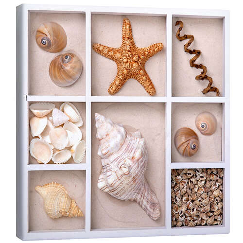 Canvas print Shells in a seed tray III