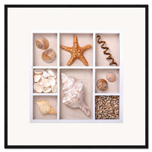 Impression artistique encadrée Coquillages dans une boîte III