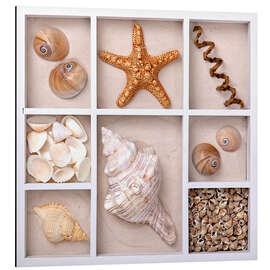 Magnettafel Muscheln in einem Setzkasten III