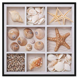 Gerahmter Kunstdruck Muscheln in einem Setzkasten II
