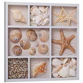 Magnettafel Muscheln in einem Setzkasten II