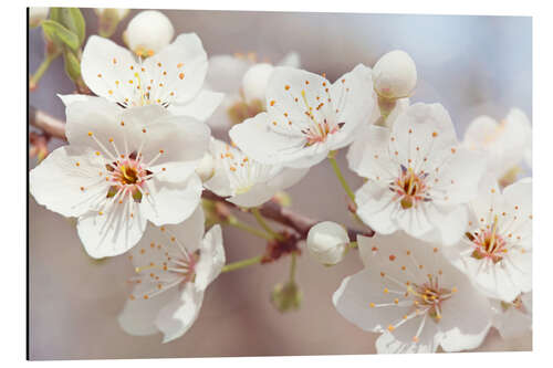 Aluminium print Spring blossoms against a blue sky