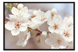 Gerahmter Kunstdruck Frühlingsblüten gegen einen blauen Himmel