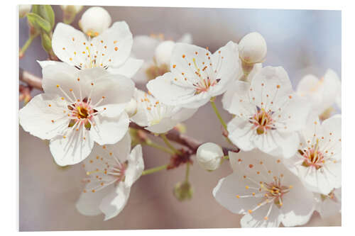 Quadro em PVC Spring blossoms against a blue sky