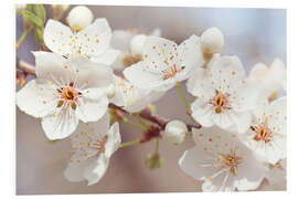 Foam board print Spring blossoms against a blue sky