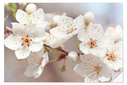 Selvklebende plakat Spring blossoms against a blue sky