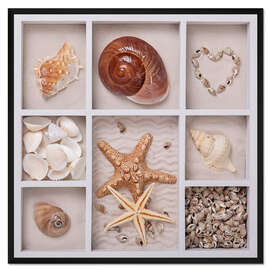 Gerahmter Kunstdruck Muscheln in einem Setzkasten I