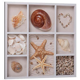 Magnettafel Muscheln in einem Setzkasten I