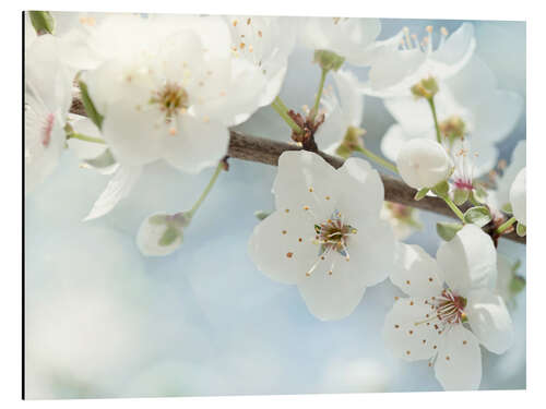 Alubild Frühlingsblüten gegen einen blauen Himmel