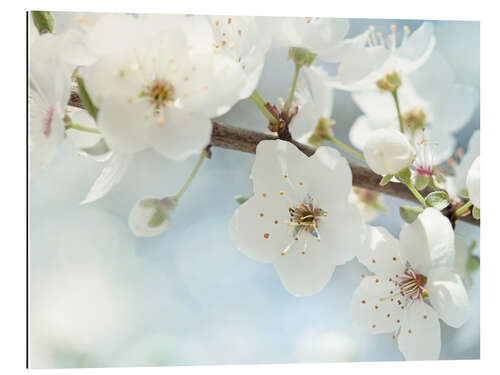 Cuadro de plexi-alu Spring blossoms against a blue sky