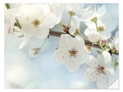 Wall sticker Spring blossoms against a blue sky