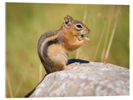 Acrylic print  chipmunk