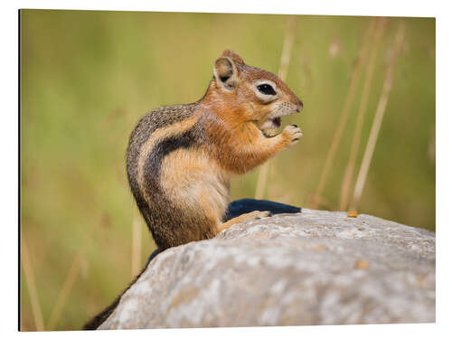 Aluminium print  chipmunk