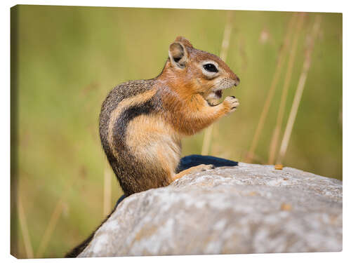 Tableau sur toile  chipmunk