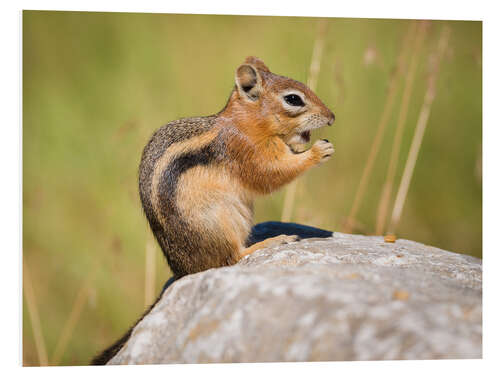 PVC print  chipmunk